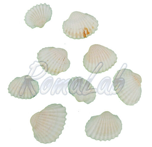 25 grammi di conchiglie naturali gradazioni del bianco Shells natural -  RomaLab